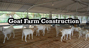 Goat Farm Construction in Chennai